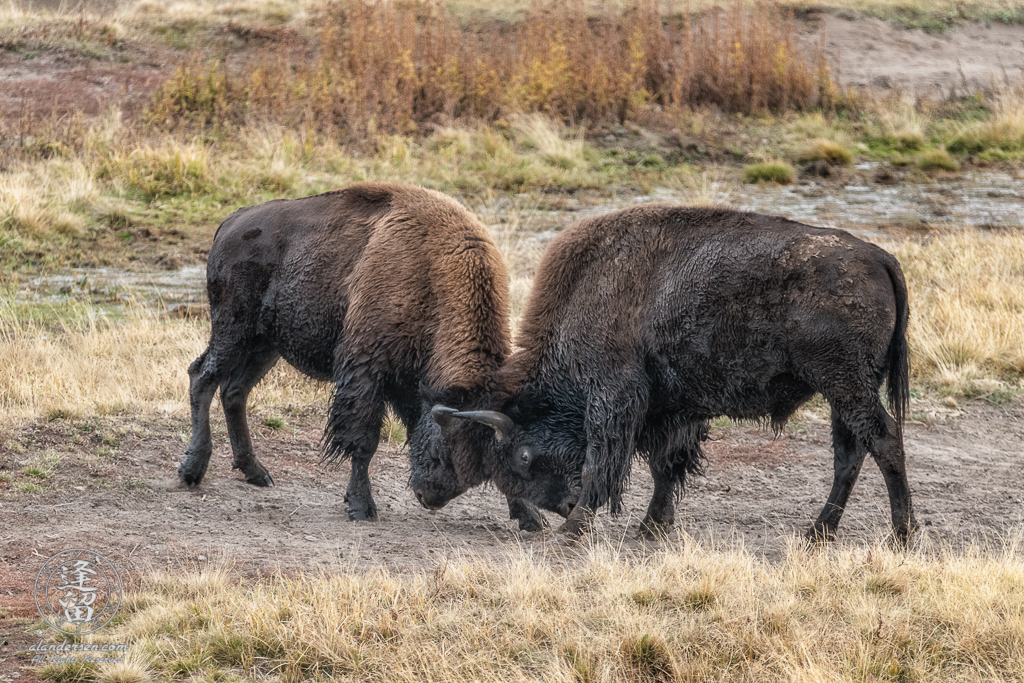 Two young Bison (Bison bison) bulls sparring in a meadow in Yellowstone National Park.