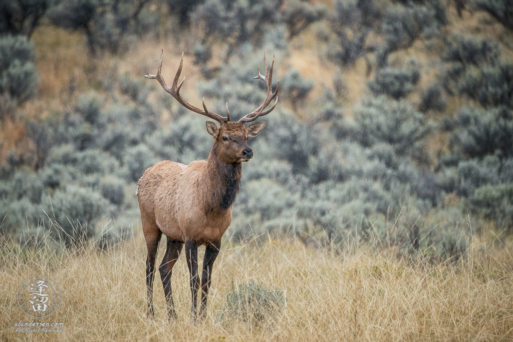 A young Bull Elk (Cervus canadensis) standing proudly in a meadow in the drizzling rain.