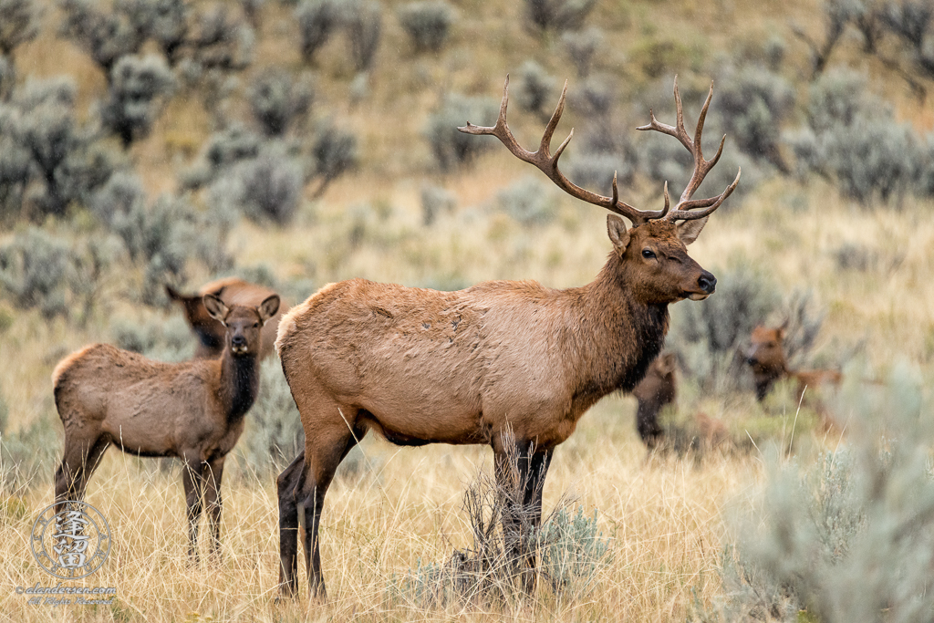 Young Bull Elk (Cervus canadensis) standing proudly with harem in meadow in drizzling rain.