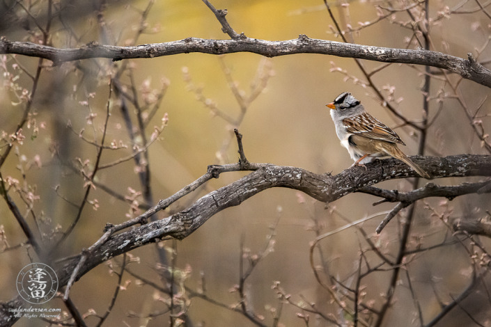 White-crowned Sparrow (Zonotrichia leucophrys) perching prettily on a dead mesquite.