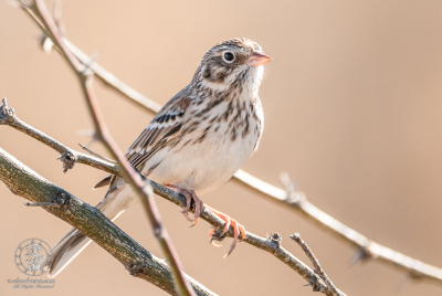 Vesper Sparrow Vesper Sparrow (Pooecetes gramineus) posing on mesquite branch.