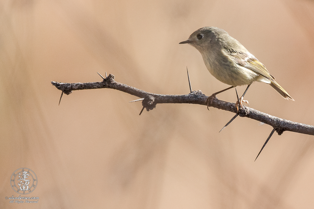 Ruby-crowned Kinglet (Regulus calendula) sitting on mesquite branch.