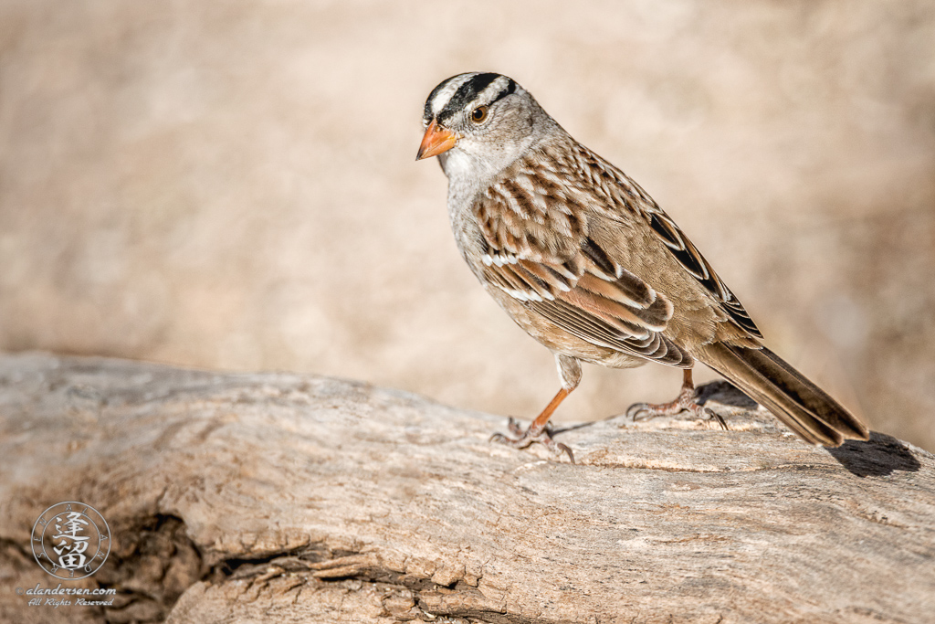White-crowned Sparrow (Zonotrichia leucophrys) perched on a Cottonwood log.