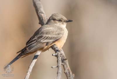 Say's Phoebe Say's Phoebe (Sayornis saya) resting on cottonwood limb.