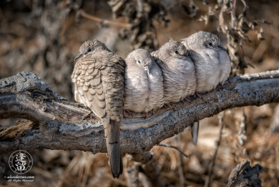 Inca Doves Snuggling On Log Four Inca Doves (Columbina inca) perched and snuggling on log.