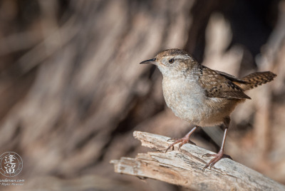 Marsh Wren 1 Marsh Wren (Cistothorus palustris) perched on dead Cottonwood limb.