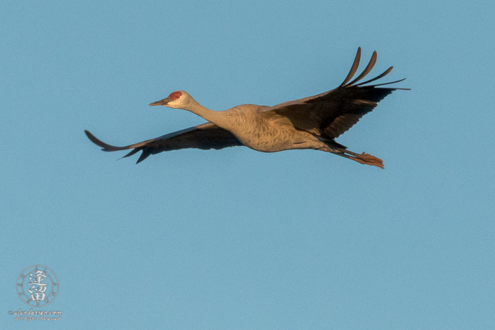 Sandhill Crane (Grus canadensis) flying overhead in early morning flight.