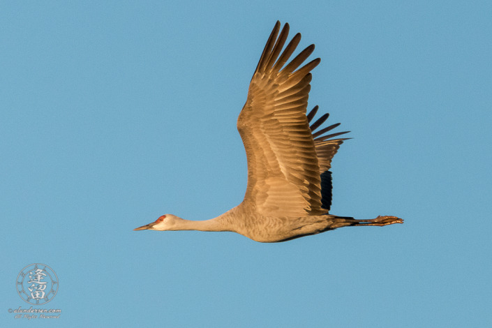 Sandhill Crane (Grus canadensis) flying overhead in early morning flight.