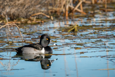 Ring-necked Duck Ring-necked Duck (Aythya collaris) swimming in small pond at Whitewater Draw Wildlife Area, Arizona.