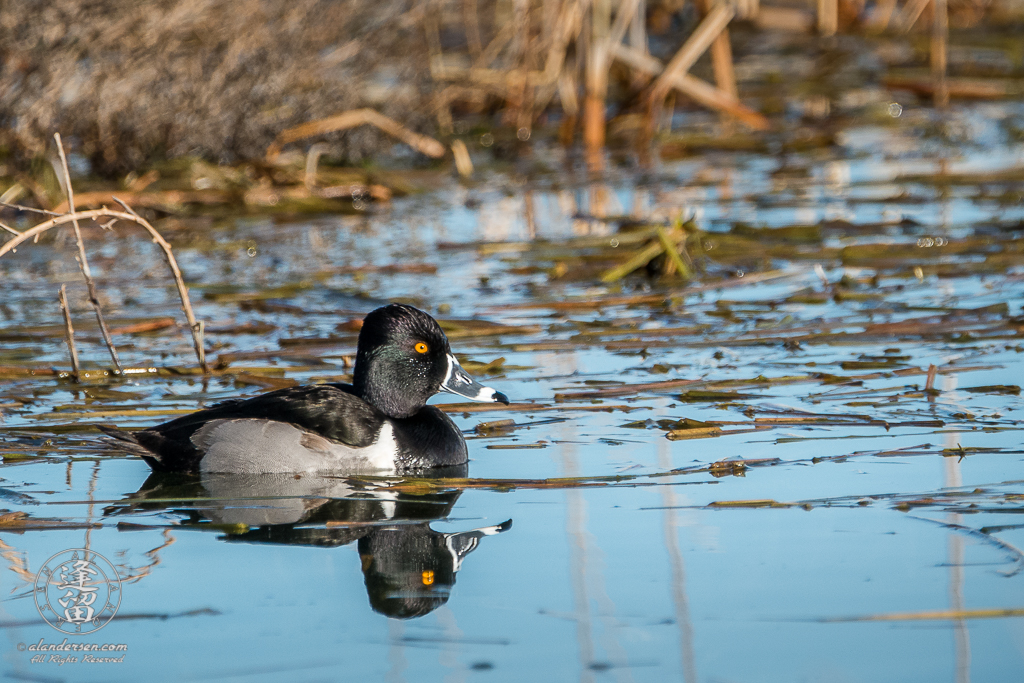 Ring-necked Duck (Aythya collaris) swimming in small pond at Whitewater Draw Wildlife Area, Arizona.