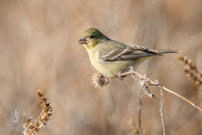 Lesser Goldfinch On Flower Stalk Lesser Goldfinch (Spinus psaltria) sitting on dead flower stalk in field.