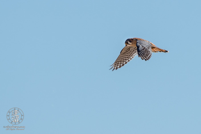 American Kestrel (Falco sparverius) hovering above prey in cloudless blue sky.