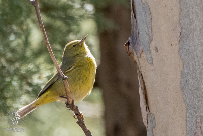 Orange-crowned Warbler Orange-crowned Warbler (Oreothlypis celata) looking for lunch beneath peeling bark of Sycamore tree.