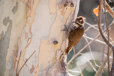 Arizona Woodpecker On Sycamore Arizona Woodpecker (Picoides arizonae) clinging to side of Sycamore tree.