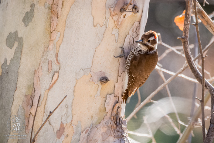 Arizona Woodpecker (Picoides arizonae) clinging to side of Sycamore tree.