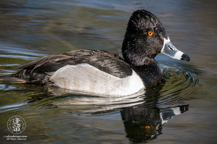 Ring-necked Duck (Aythya collaris) swimming in pond.