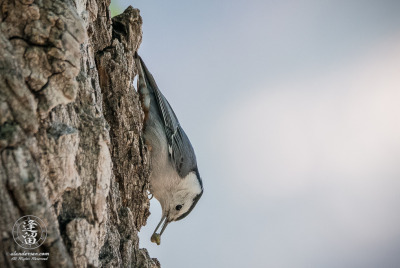 White-breasted Nuthatch And Grub White-breasted Nuthatch (Sitta carolinensis) extracting a juicy grub from beneath the bark of a Cottonwood tree.