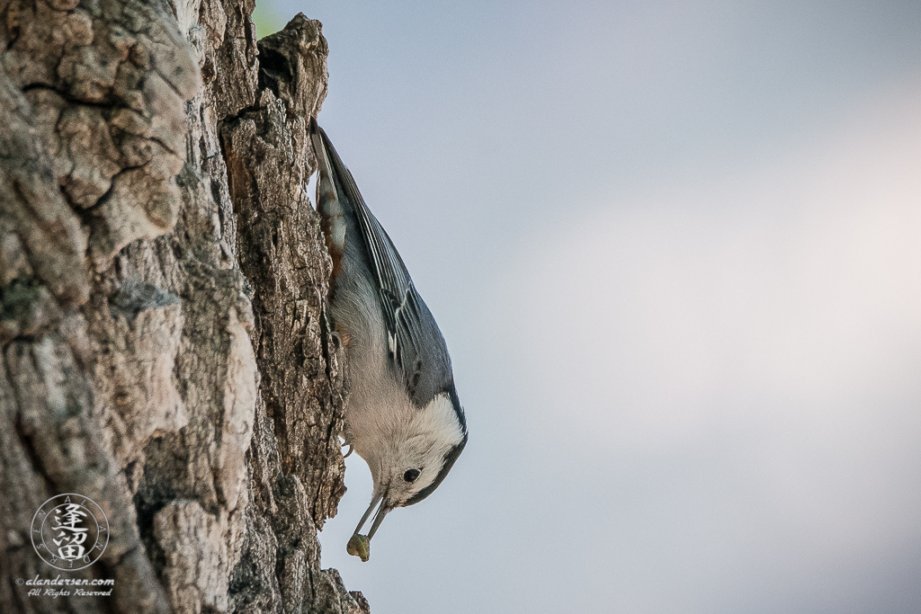 White-breasted Nuthatch (Sitta carolinensis) extracting a juicy grub from beneath the bark of a Cottonwood tree.
