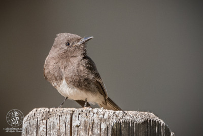 Black Phoebe On Split-Rail Fence Post Black Phoebe (Sayornis nigricans) perched on split-rail fence post.