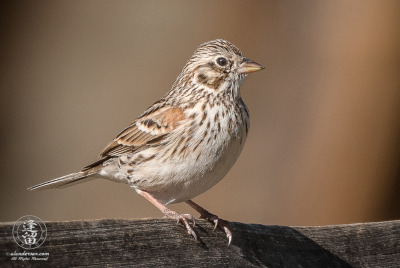 Vesper Sparrow On Split-rail Fence 2 Vesper Sparrow (Pooecetes gramineus) perched on split-rail fence.