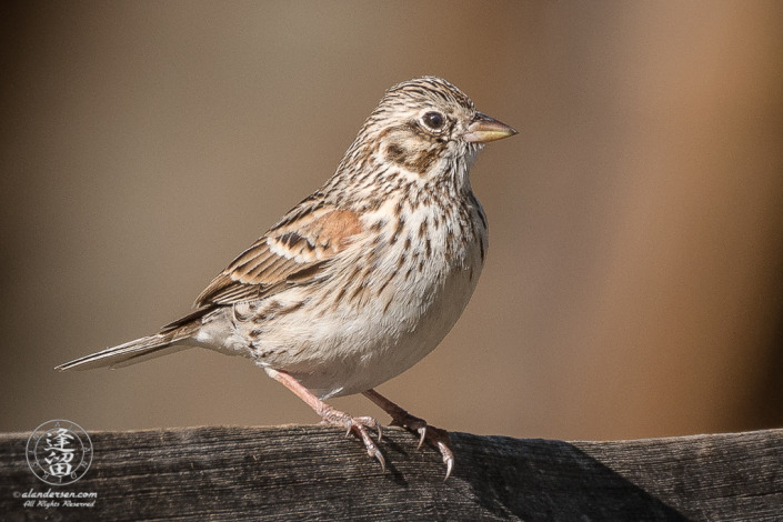 Vesper Sparrow (Pooecetes gramineus) perched on split-rail fence.