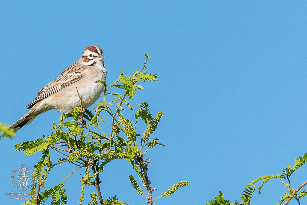 A Lark Sparrow (Chondestes grammacus) perched in a Mesquite tree near the small Duck Pond at Brown Canyon Ranch in Sierra Vista, Arizona.