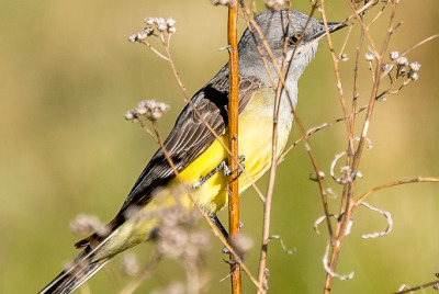 Western Kingbird On Flower Stalk Western Kingbird (Tyrannus verticalis) perched on a dead flower stalk.