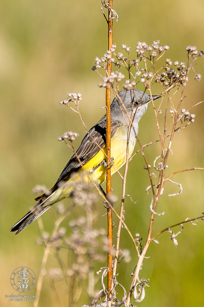 Western Kingbird (Tyrannus verticalis) perched on a dead flower stalk.