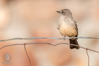 Say's Phoebe On Ranch Fence Say's Phoebe (Sayornis saya) lit by early morning sunlight perched on wire ranch fence.