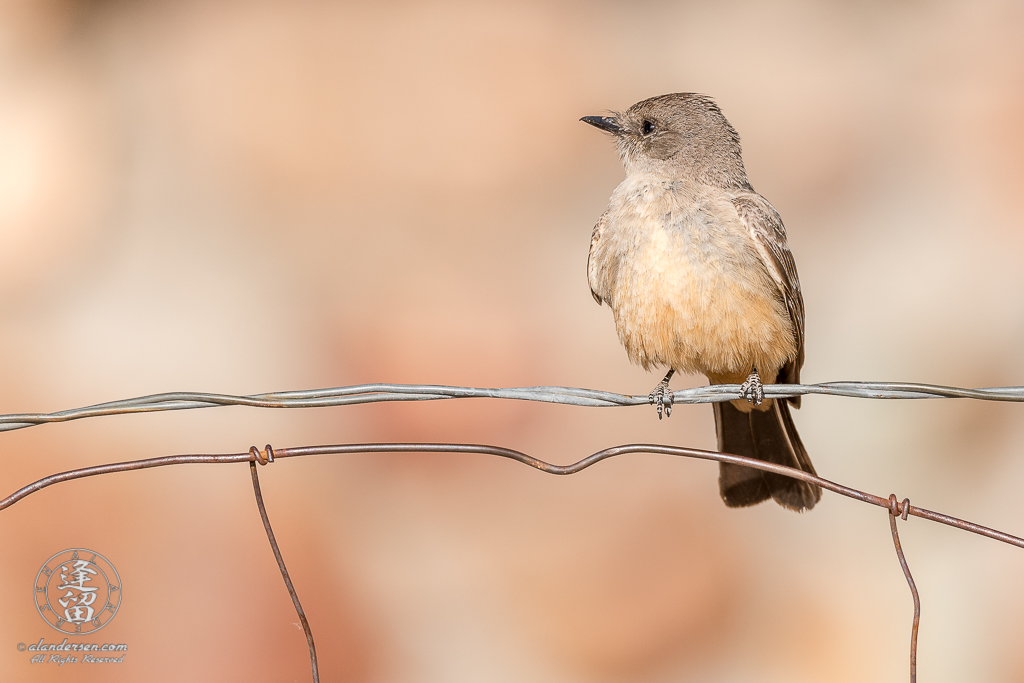 Say's Phoebe (Sayornis saya) lit by early morning sunlight perched on wire ranch fence.