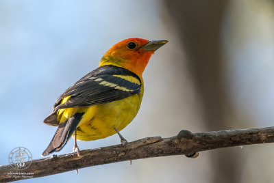 Western Tanager Perched On Dead Juniper Branch Male Western Tanager (Piranga ludoviciana), perched on dead juniper branch.