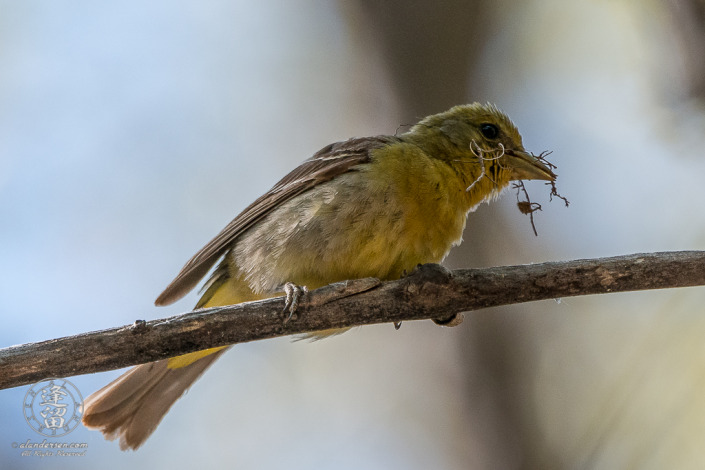 Female Western Tanager (Piranga ludoviciana) perched on dead tree branch with nesting material in bill.