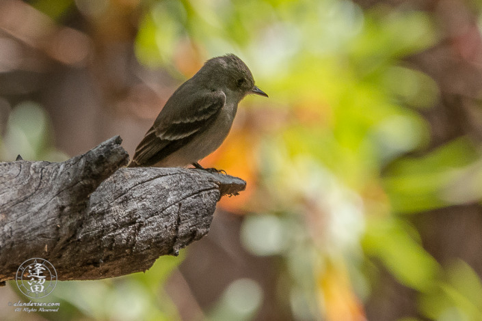 Western Wood-Pewee (Contopus sordidulus) found in the upper portion of Brown Canyon in the Huachuca Mountains of Southeastern Arizona.