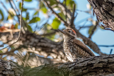 Arizona Woodpecker In Oak Tree 2 Arizona Woodpecker (Picoides arizonae) perched up in an Oak tree.