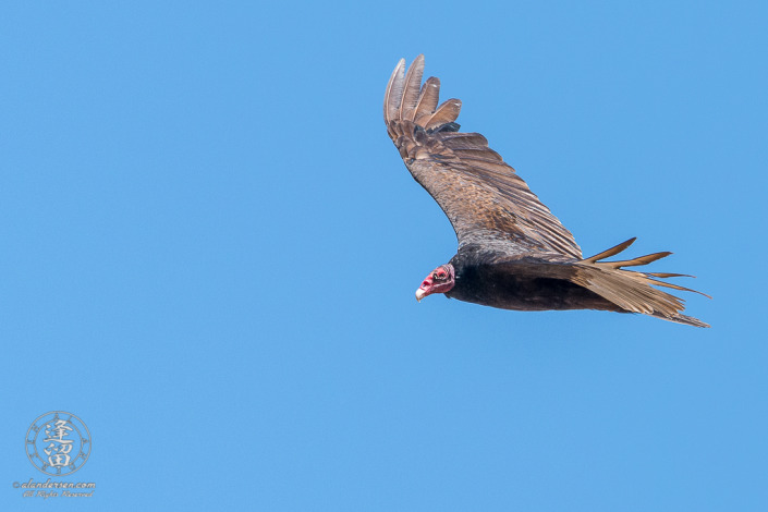Turkey Vulture (Cathartes aura) soaring overhead.