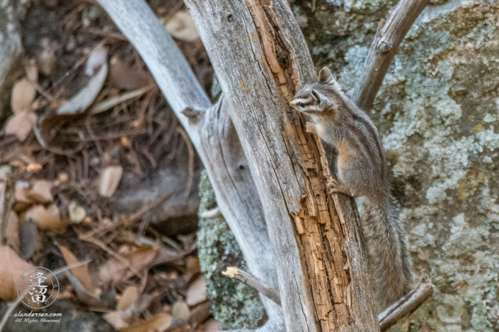 Cliff Chipmunk (Tamias dorsalis) clinging to side of dead gray tree limb.