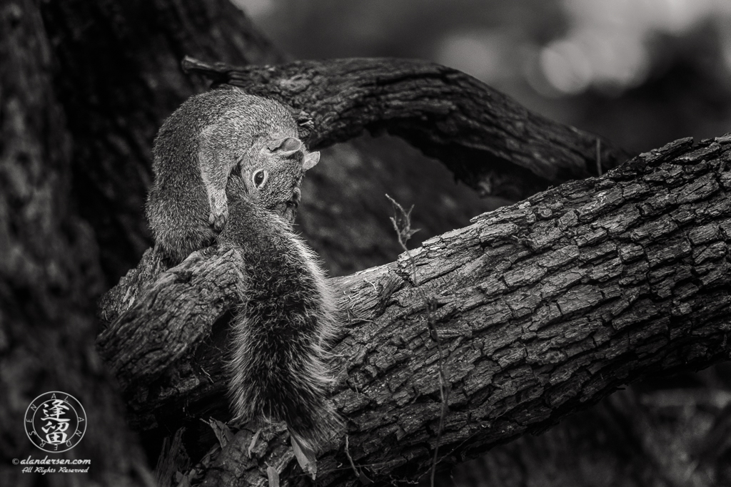 Arizona Gray Squirrel (Sciurus arizonensis) grooming itself on a tree limb.