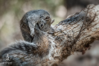 Arizona Gray Squirrel Grooming Itself Arizona Gray Squirrel (Sciurus arizonensis) grooming itself on a tree limb.