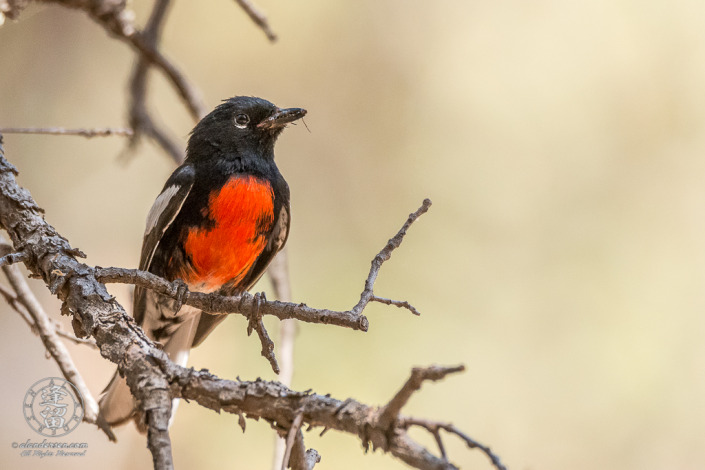 Painted Redstart (Myioborus pictus) perched in Oak tree.