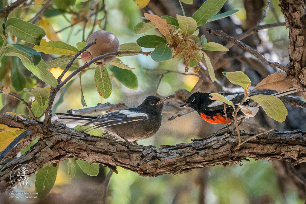 Painted Redstart (Myioborus pictus) adolescent, on an Oak tree limb, beseeching to be fed by adult