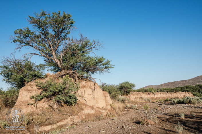Mesquite tree isolated atop eroded hill beneath clear blue sky.
