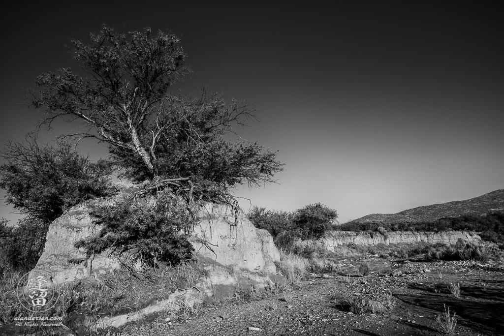 Mesquite tree isolated atop eroded hill beneath clear blue sky.