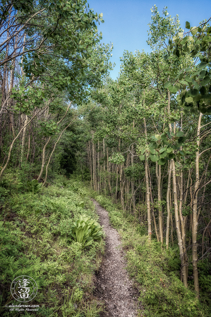 Aspen-lined trail to Carr Peak in the Huachuca Mountains of Southeastern Arizona.