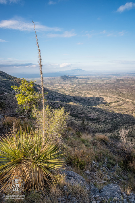 A Sotol framing the view into Sonora Mexico from a ridge on the Huachuca Mountains of Southeastern Arizona.