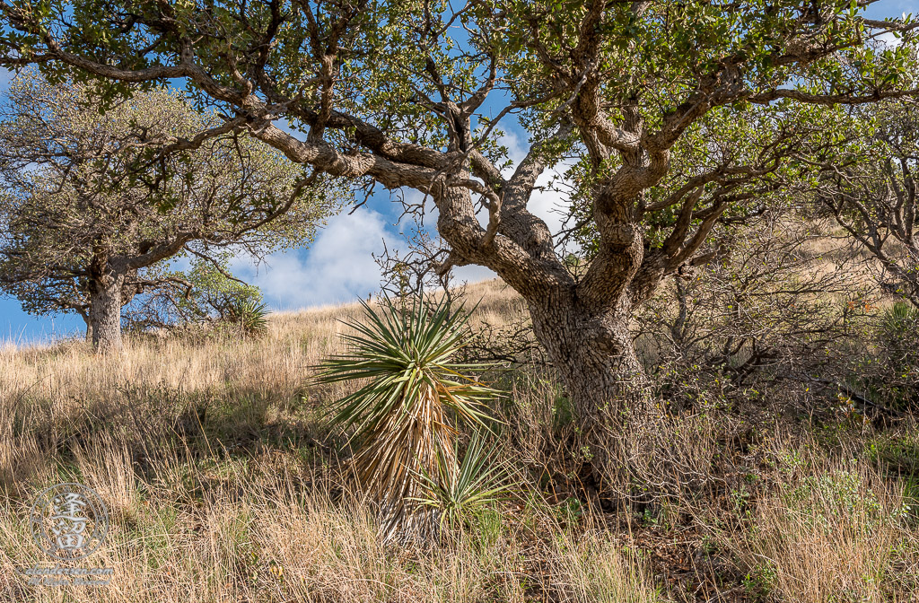 Oak tree and Yucca on grassy hillside.