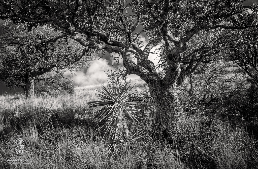 Oak tree and Yucca on grassy hillside.