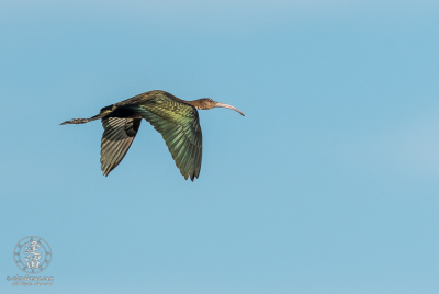 White-faced Ibis In Flight White-faced ibis (Plegadis chihi) flying overhead in early morning light.