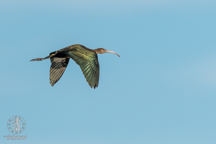 White-faced ibis (Plegadis chihi) flying overhead in early morning light.