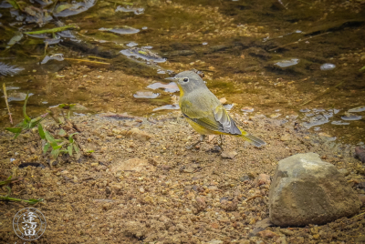 Nashville Warbler By Stream Nashville Warbler (Oreothlypis ruficapilla) posing while drinking from the creek at upper Brown Canyon in the Huachuca Mountains of Southeastern Arizona.
