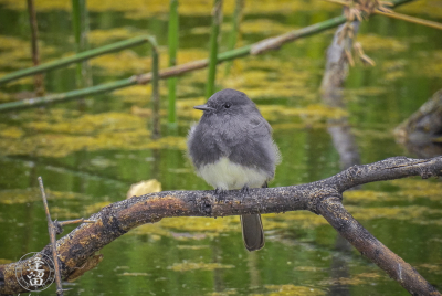 Black Phoebe On Limb Over Pond Black Phoebe (sayornis nigricans) searching surroundings from a perch that overlooks a pond.